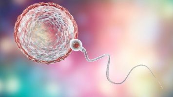Inseminace