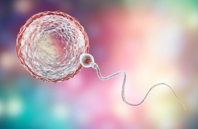 Inseminace