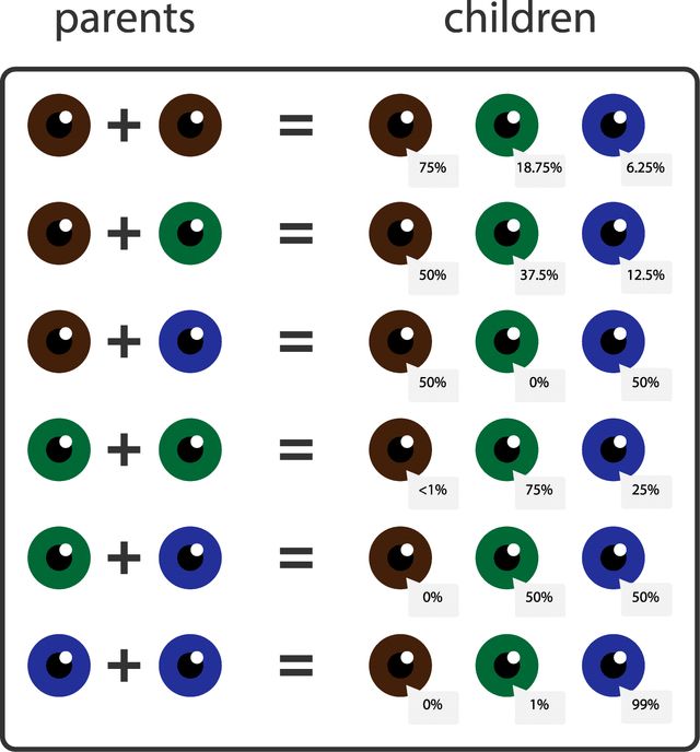 Jak se dědí barva očí