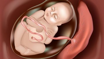 Placenta funkce