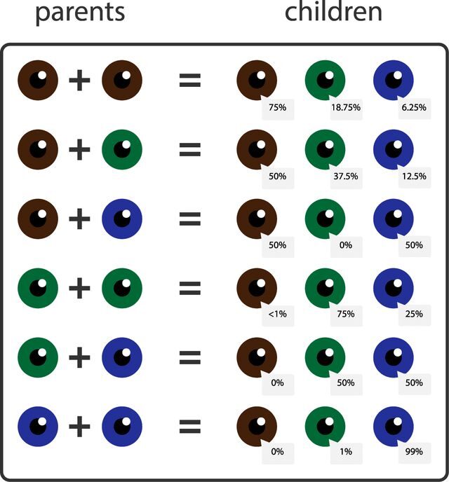 Jak se dědí barva očí